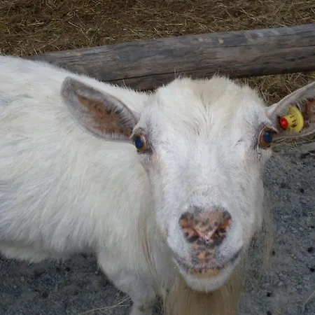 住宿加早餐酒店 Valle Orco 3*