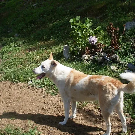 Valle Orco 住宿加早餐酒店