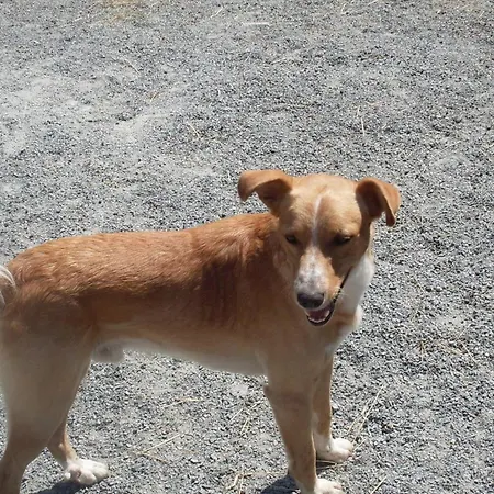 住宿加早餐酒店 Valle Orco Sparone